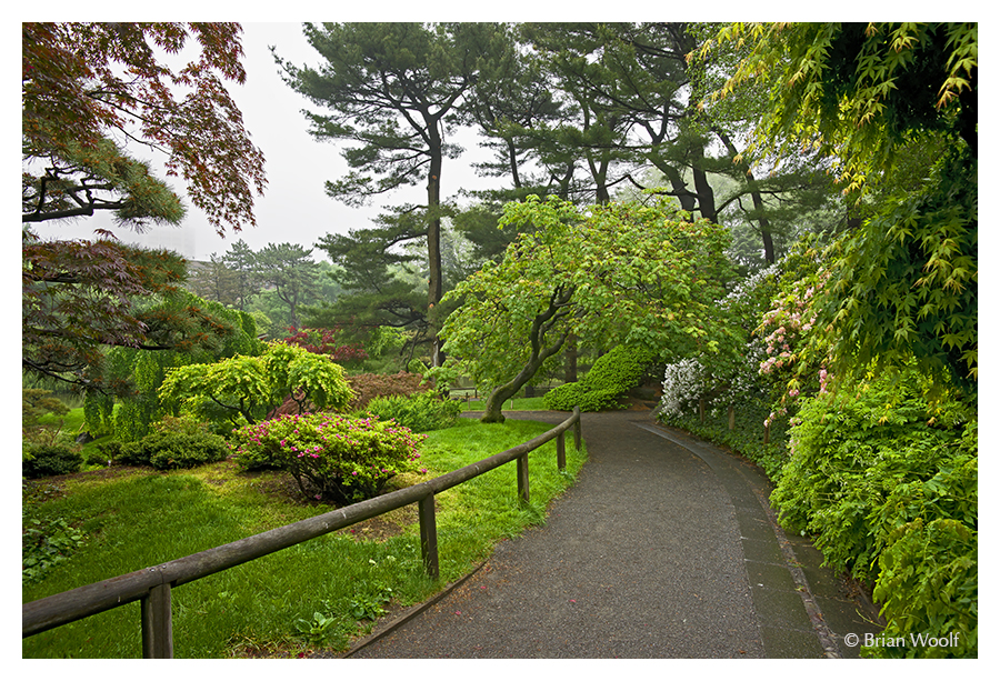 Garden in Fog